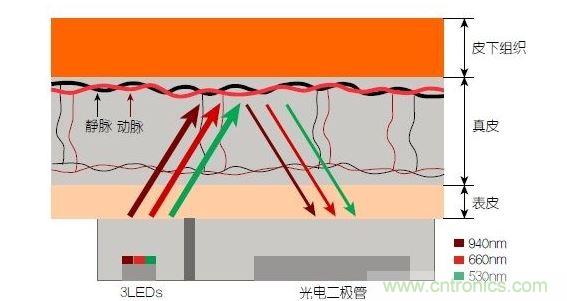 反射光脈搏測量原理。傳感器發(fā)出的光透過皮膚和組織，一部分被吸收，一部分被反射回檢測器。因為動脈中的血流量隨心臟的每次跳動會有所變化，因此光線被吸收的量以及檢測器收到的信號強(qiáng)度也會隨之發(fā)生改變。綠光可以在手腕處提供最佳結(jié)果，而紅光和紅外光一般用于手指測量。 8